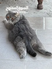  2 قط نوعه سكوتش فولد للبيع