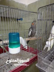 1 جوز كوكتيل شغال وطيره