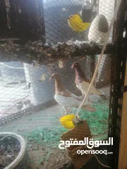  9 جوزين يهودي جوز اصفر وجوز احمر على صفره