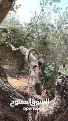  6 يوجد زيت زيتون بلدي نخب النخب للبيع مكفول سنه من تاريخ الشراء