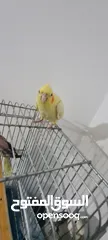  2 كوكتيل  واحد وايت فيس