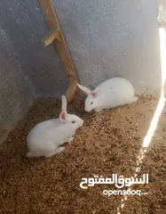  2 جوز ارانب فرنسي بزره صافيه بصحه ممتازه للبيع