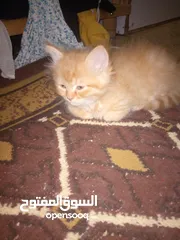  9 قطط للبيع  سكوتش فولد