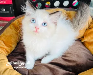  1 قط للبيع فقط اي قط. 1200
