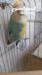  14 جوز روز منتج حجم و صحه و نظافه و ريش