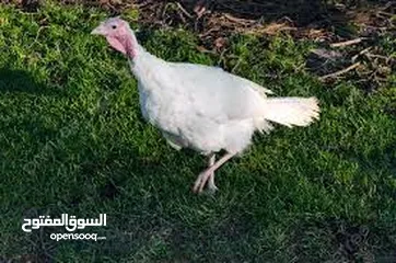  1 ديك رومي فرنسي نظيف جدا بسعر ممتاز
