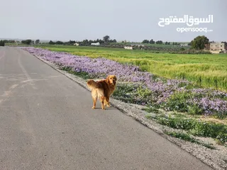  5 جوز Golden Retriever جولدن ريتريفر اصلي ذكر وأنثى لأعلى سعر
