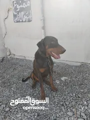  3 كلب دوبرمان للبيع