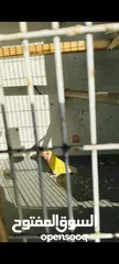  3 فراخ روز لاتينو عين حمرا