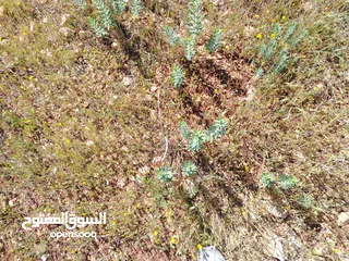  19 2300 م السلط المغاريب قطعة ملوكية تصلح ل فيلا او مزرعة اطلالة ع الغرب و جبال فلسطين