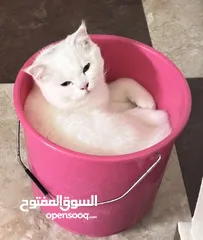  5 قط سكوتش جميل و كاريزما