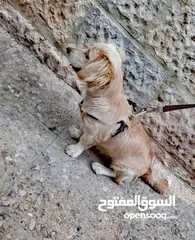  3 كلب كوكر سبانييل انثى عمرها 6أشهر لعوبة ذكية كيووووت لونها كابتشينو حلوووو حجم ميني للبيع