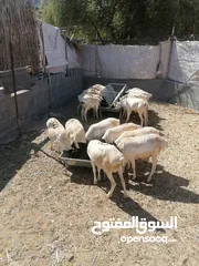  2 كباشه صوماليه متوسطات الحجم غضويات