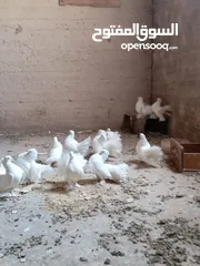  1 حمام هزازللبيع