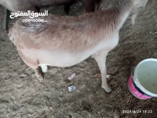  5 خروف سوداني للبيع مش مبدل