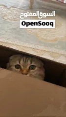  4 مطلوب ذكر للتزاوج فقط وليس للتبني. في منطقة الشامخة  أو الرياض او الفلاح فقط