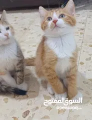  1 قطط للتبني