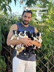  2 Border collie لاول مرة في الاردن