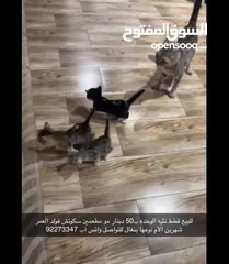  1 للبيع قطط نثيه العمر شهرين