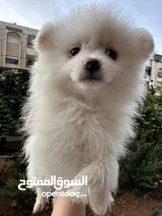  18 جراء بوميريان اصغر حجم تيكب
