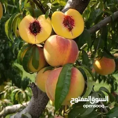  27 مشاتل المملكة الزراعية لتنسيق الحدائق