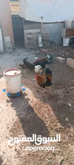  1 دجاج للبيع