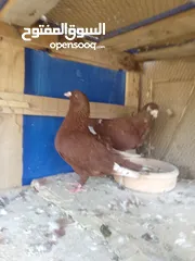  10 جواز حمام للبيع