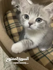  7 قطط للبيع وحدة سكوتش فولد وحدة مكس شيرازي يفضل تاخدو التنين سوا وبحسبهم ب45 تواصل واتساب