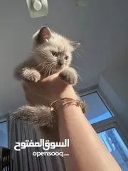  16 Persian cat male and females