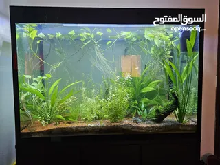  4 Aquarium with complete set