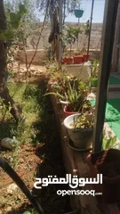  8 بيت للبيع  بسعر مغري