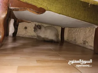  3 قطه انثى موقع ضاحية الامير حسن