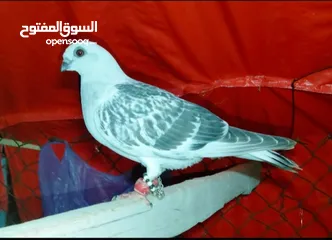  2 حمام عدد خمسه انضاف جدا  كلهم على 6