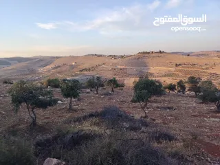  17 مزرعة لقطة مميزة مشجرة جرش دحل مساحة 3دونمات ونصف