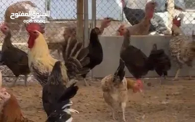  1 دجاج بلدي مكس منتج للبيع for sale chickens