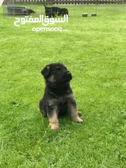  3 Cute German Shepherd Puppies