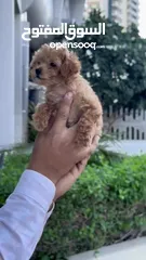  10 Toy poodle