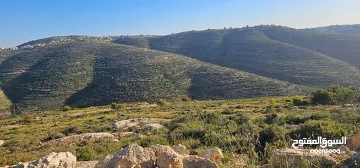  6 قطعة أرض للبيع من أراضي بلدة سنجل منطقة غرابة، مطلة على الساحل، منطقة A، قوشان طابو سلطة مستقل