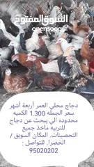  4 دواجن بياضه ومنتجه عمانيه فرنسيه بمختلف الاحجام والأعمار وغيرها من الطيور