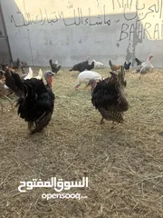  2 للبيع ذكر طاوس &رومي ذكر