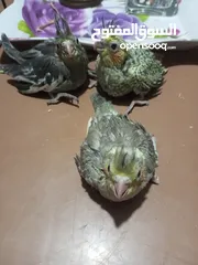  1 فراخ كوكتيل للزق اليدوي