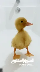  10 كتاكيت بط (( متجر الكتكوت الصغير ))