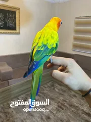 4 ببغاء صن كنيور عباره عن لعبه  تفاصيل عبر الرقم