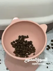  7 قطة عمرها 8شهور