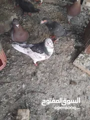  3 حمام حجم كبير للبيع عدد. 14
