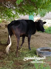  5 بيع حيونات