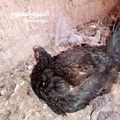  2 قرقة للبيع كاسحة