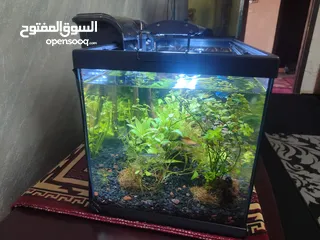  10 حوض نباتات اجنبي كريستال اكوائيل تحفه فنيه