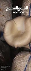  27 فطر محاري بلدي