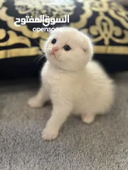  1 Scottish fold